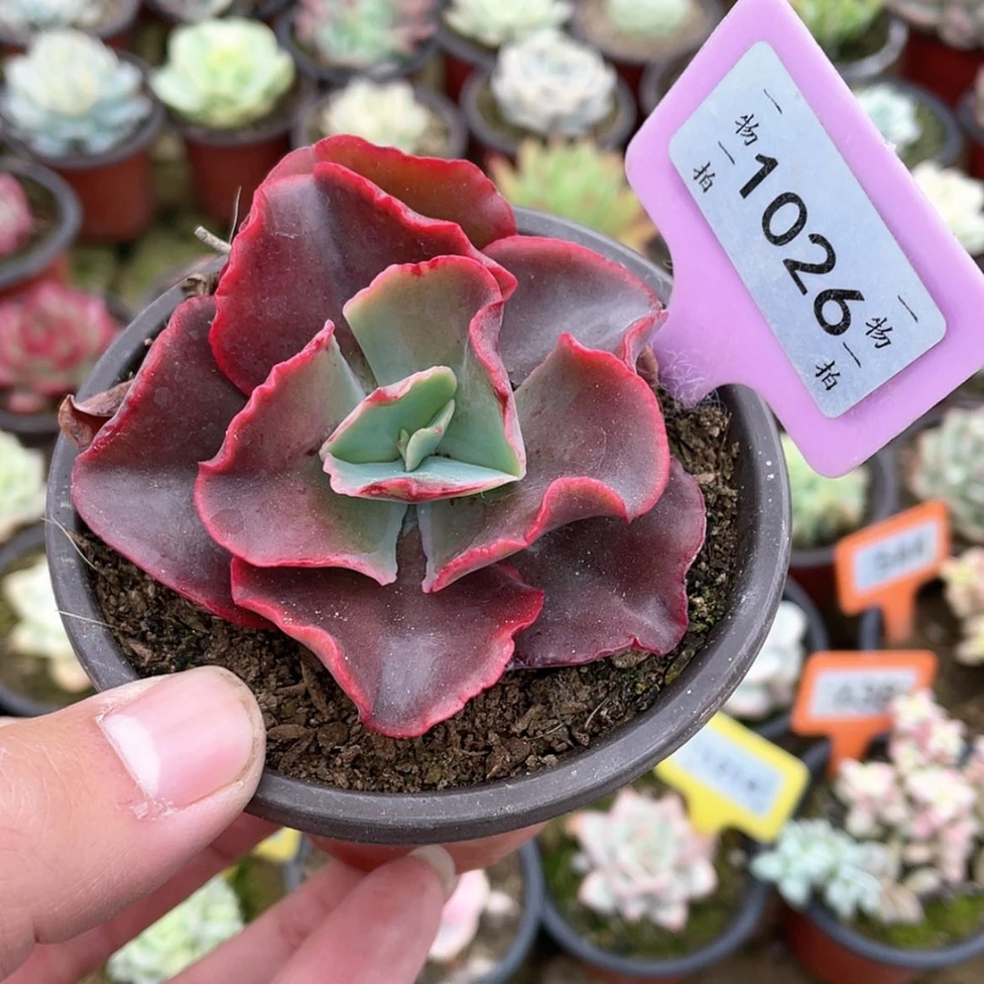 【闪购商品】1026号