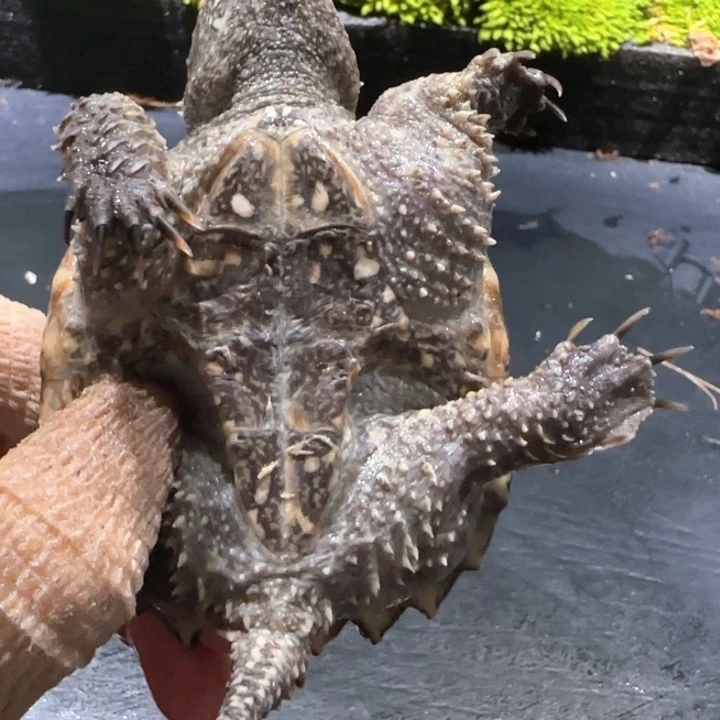 奇***画小鳄龟母不分公母