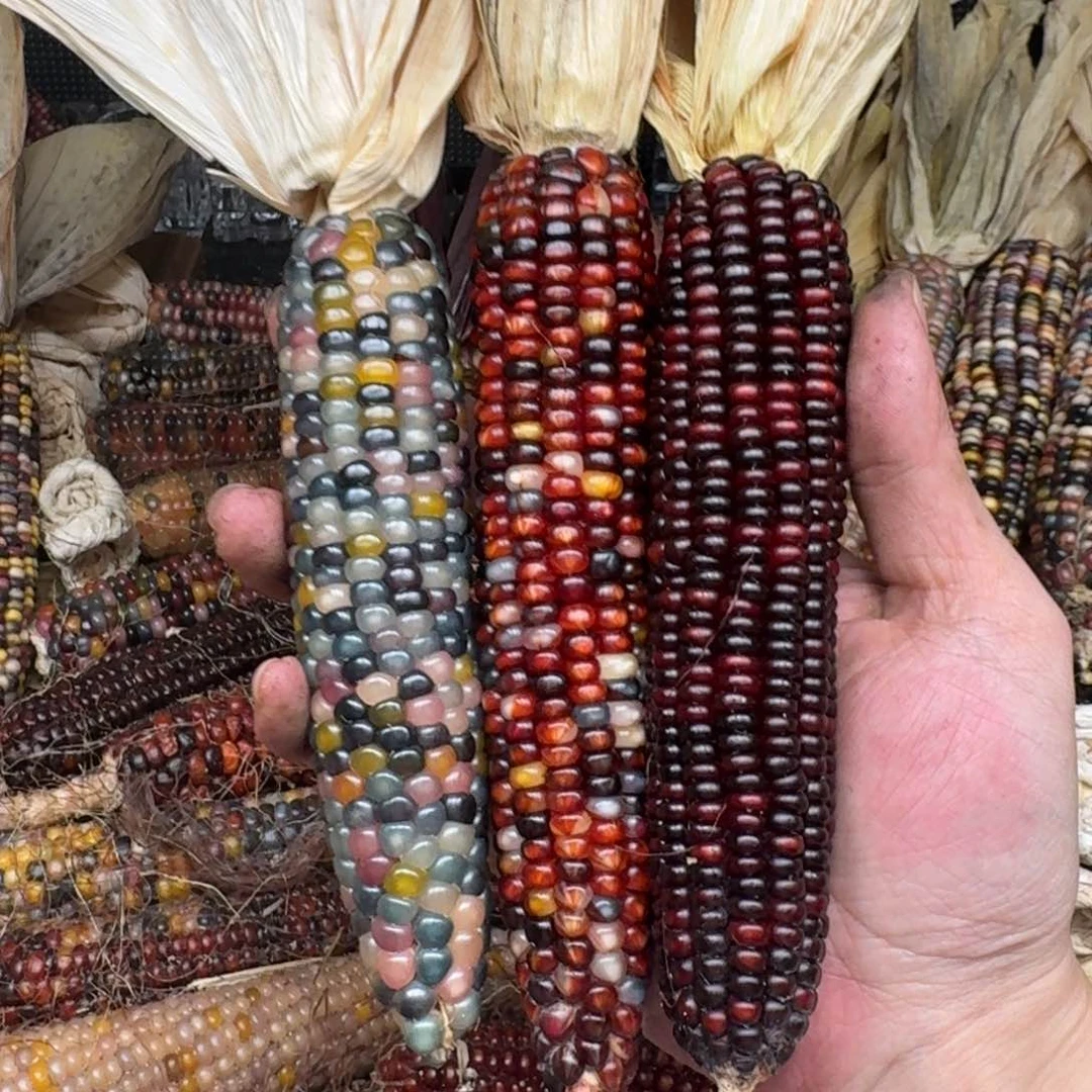 柏香籽/百香籽吊坠3****3