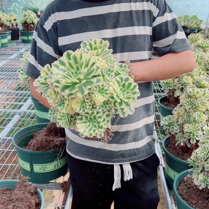 中等迈巴赫多肉法师