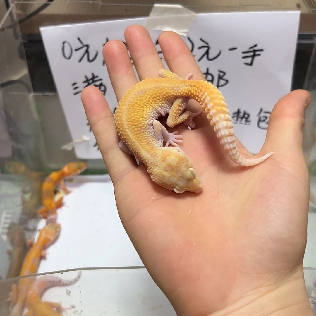 豹纹守宫豹纹守宫