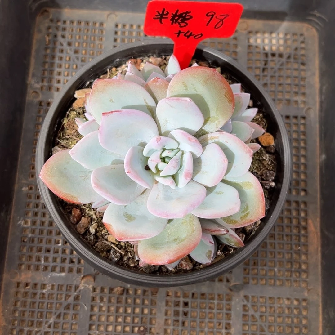 半***糖半糖40补差价。