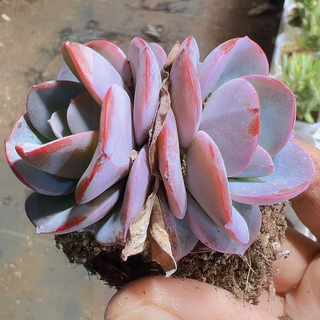 双头布鲁兰19包邮多肉