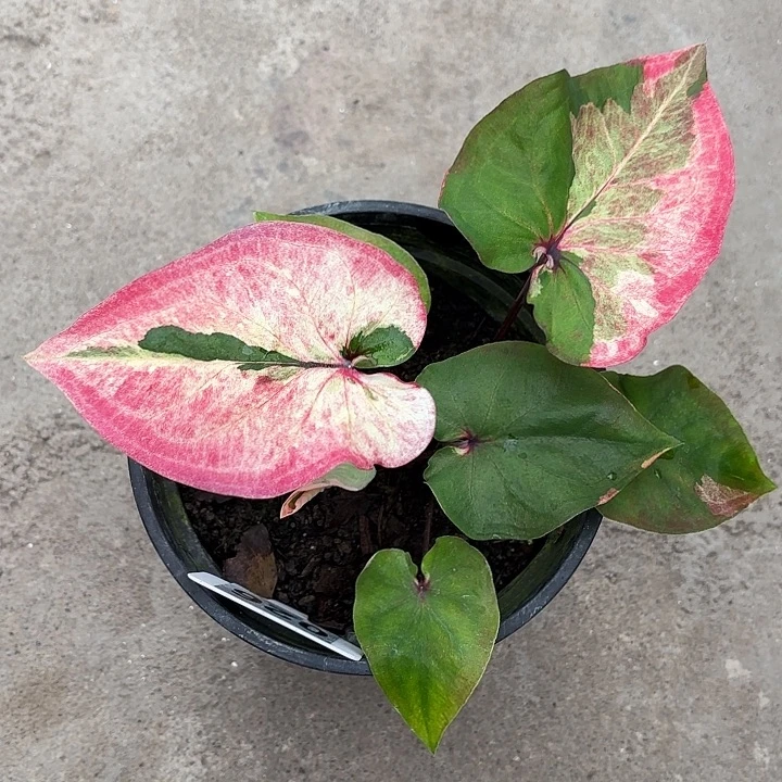 151-0529彩叶芋广东现货