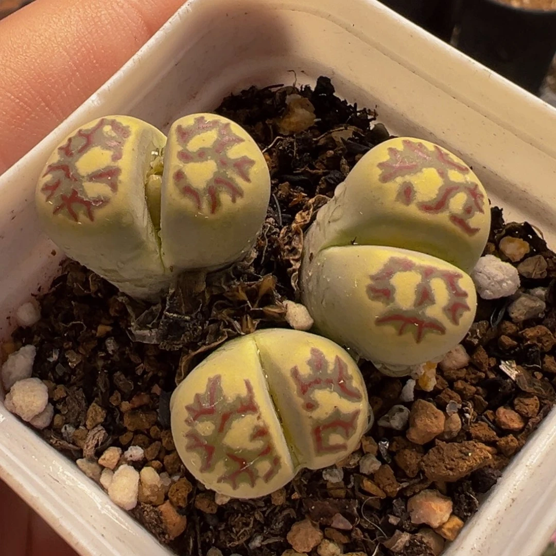 254多肉植物种类和