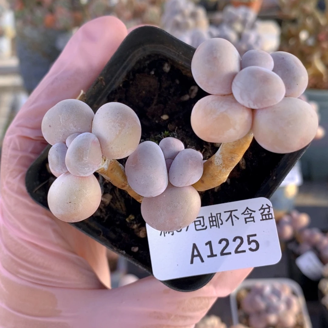 橙奶6cm1225多肉植物