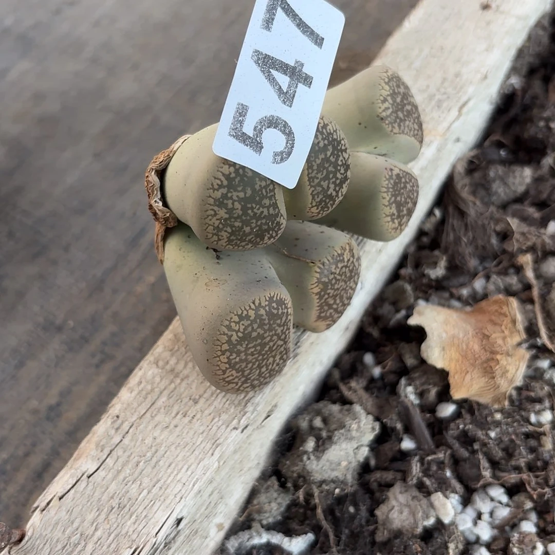 忆***9生石花一物一拍547