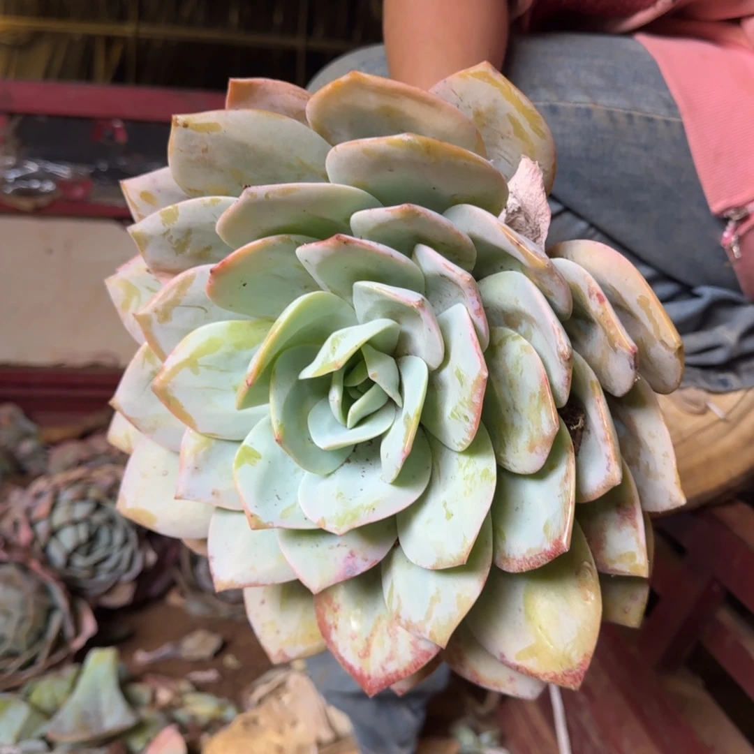 b***~血凤 一颗 不包损22号