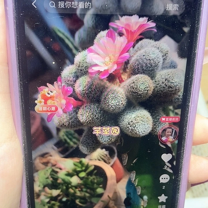 粉花宝山侧芽包邮