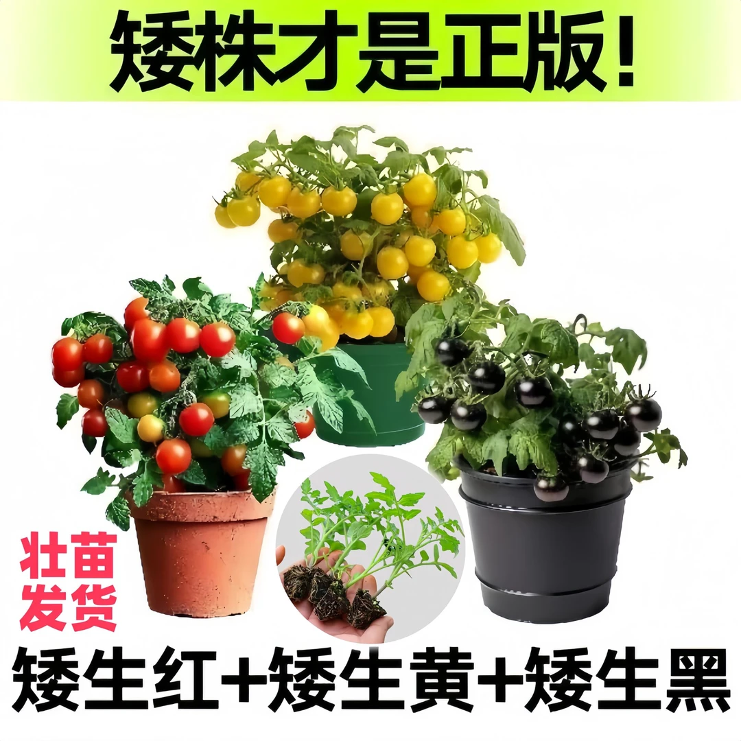 【矮生小番茄苗】红色黄色小番茄种植简单阳台蔬菜可观赏食用绿植
