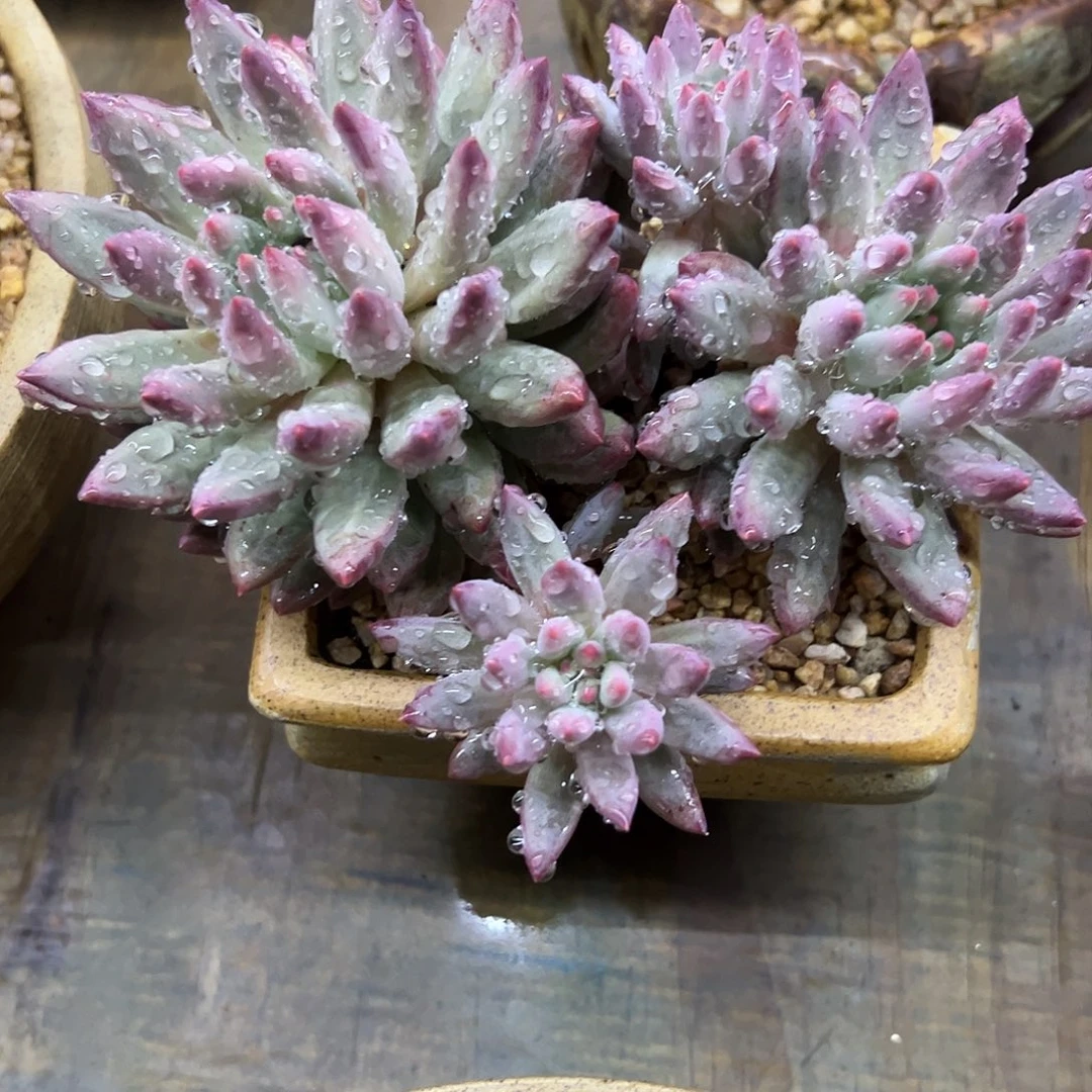 金玉姬28 零零多肉植物