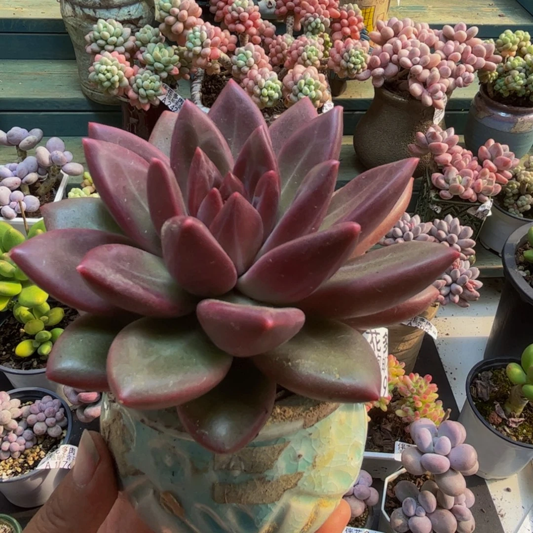 191迷雾泡泡8cm多肉