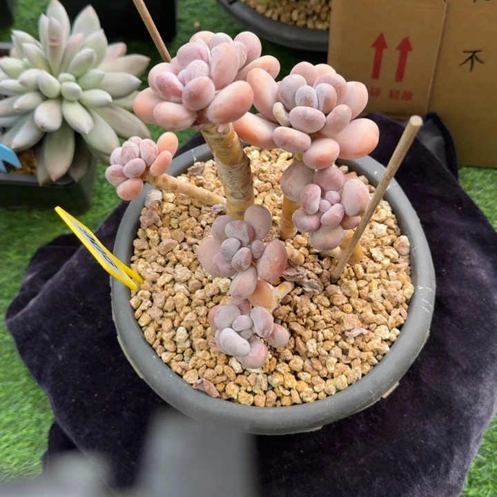 多肉植物橙雪群906