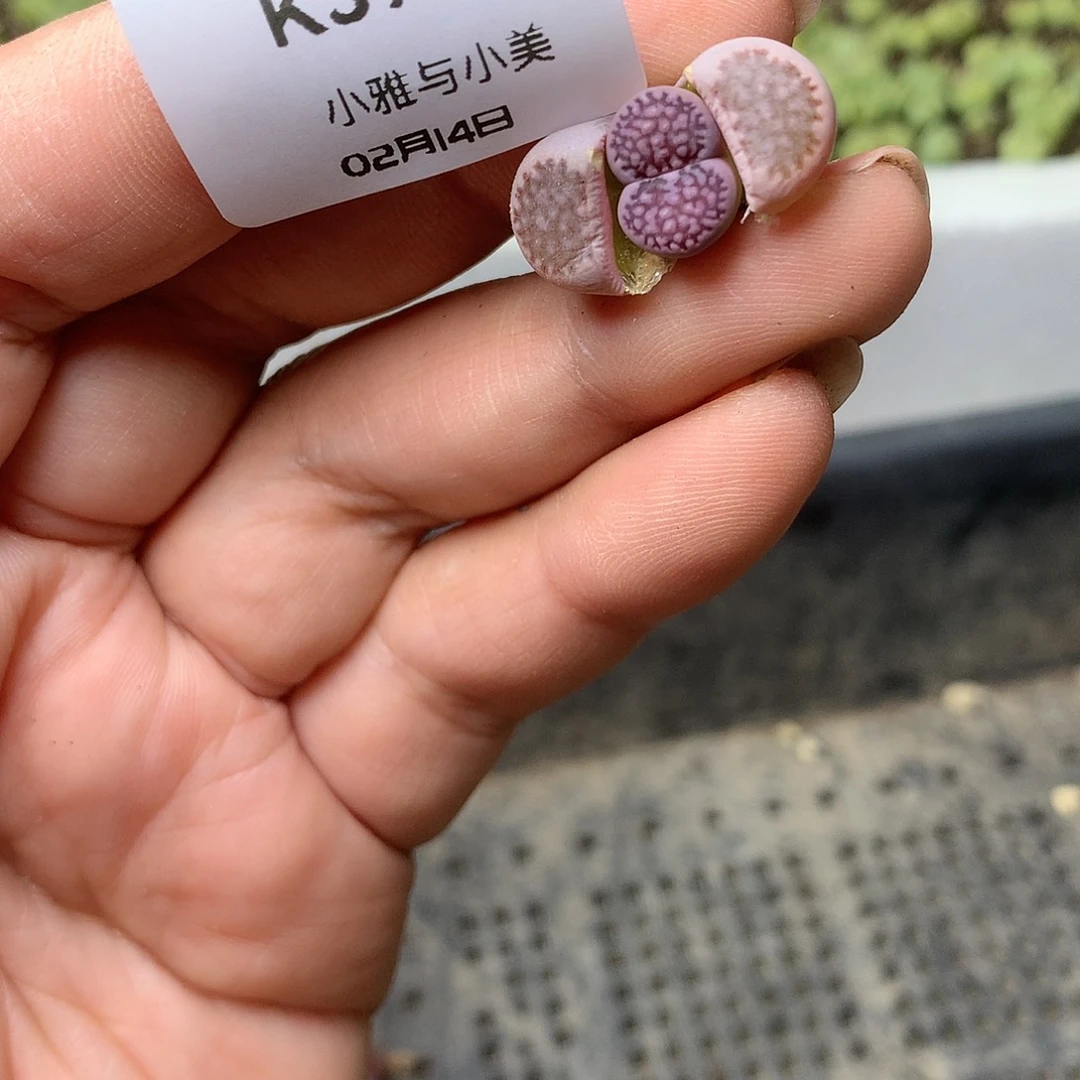 K396多肉植物保护研究所