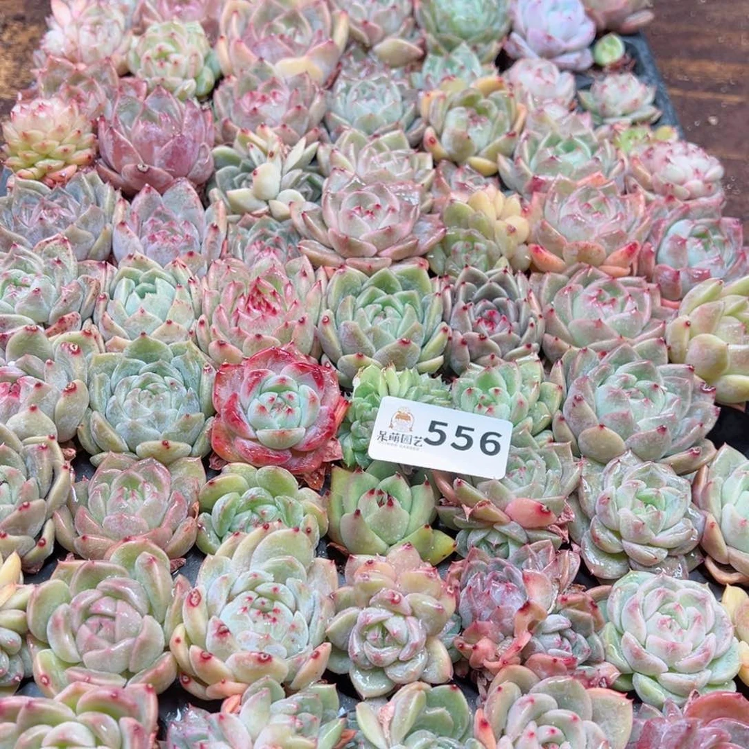 猎*多肉植物多肉植物