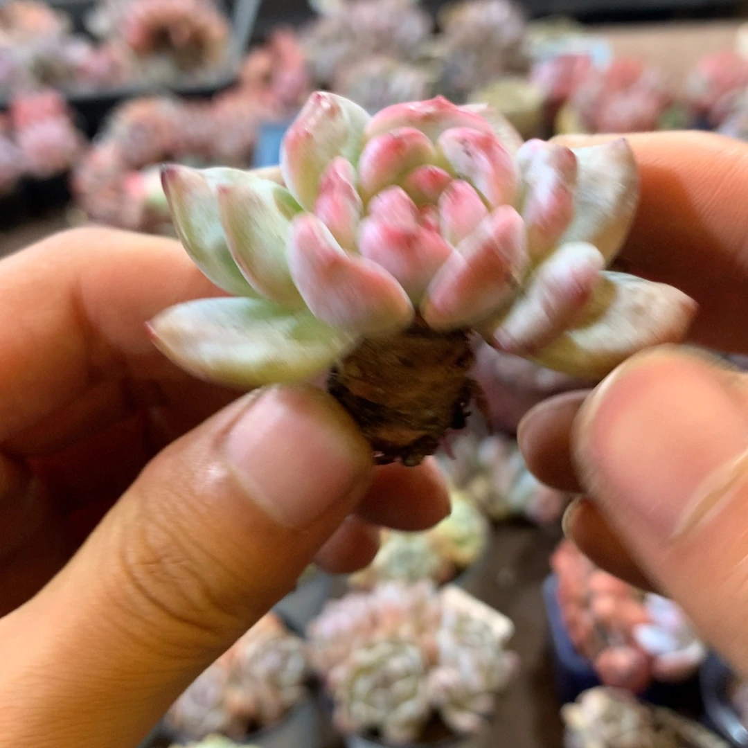 哈哈哈哈哈哈哈哈哈哈哈