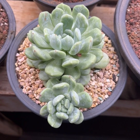 白体 百达翡翠 夏鸣园艺