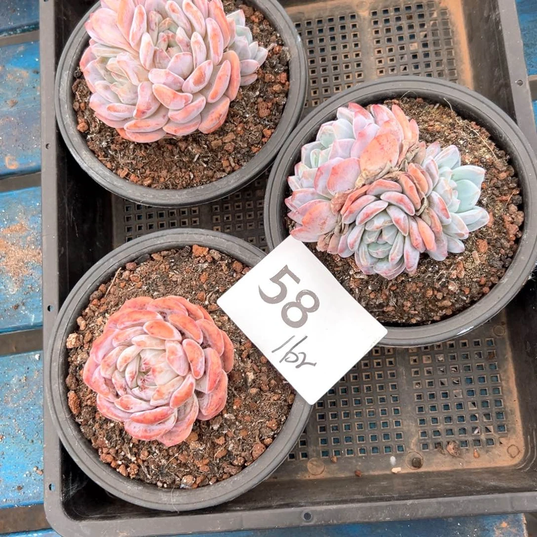 l*r58哈哈哈哈都好