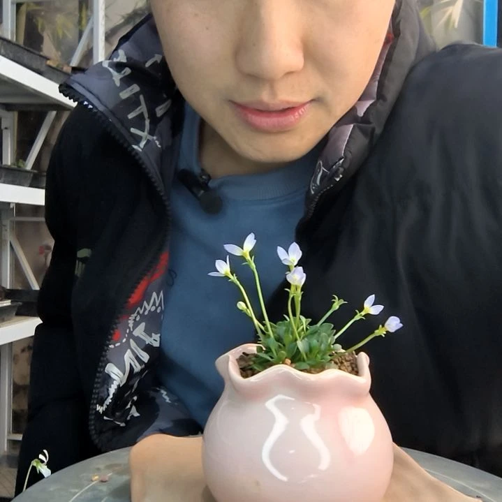 软*小盆景小植物一物一拍89