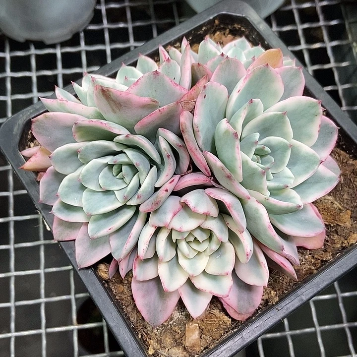 奶油黄桃锦带宽锦头