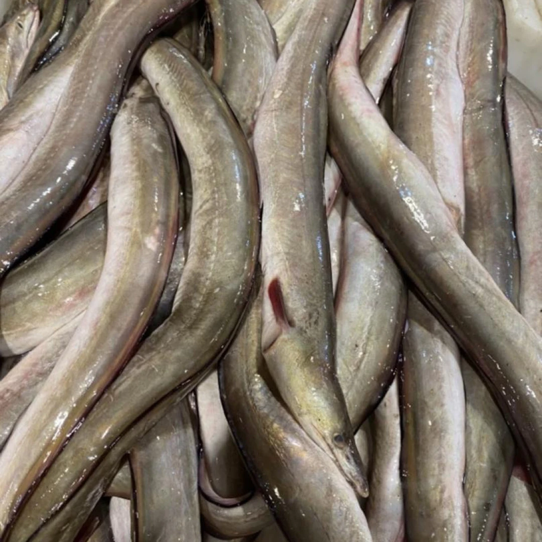 【阿儿海鲜】新鲜野生海捕鳗鱼 肉质鲜嫩 现拍现发 1斤以上/条