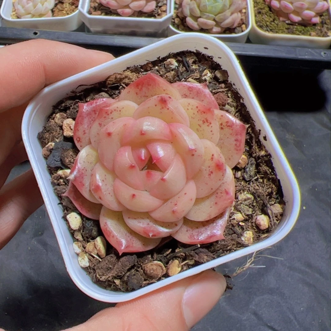 暖*新品，多肉植物
