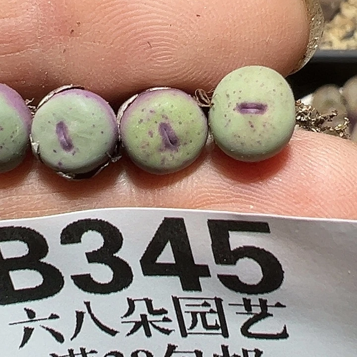 345号小红嘴4个多肉植物