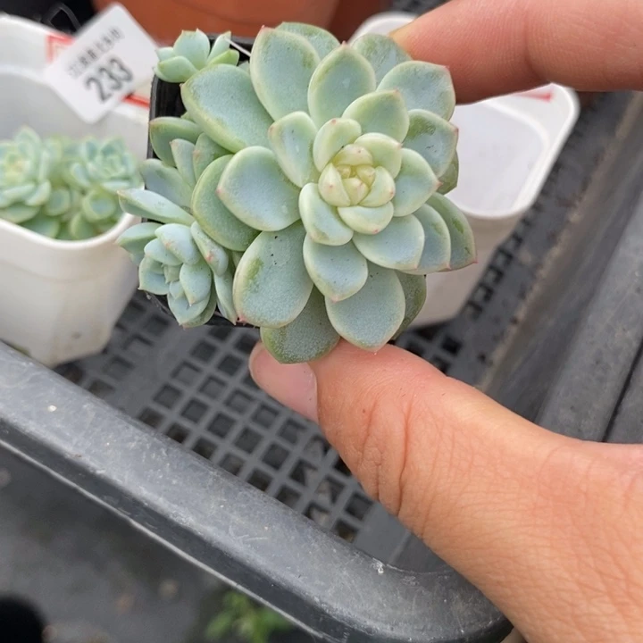 标234竹马一个多肉