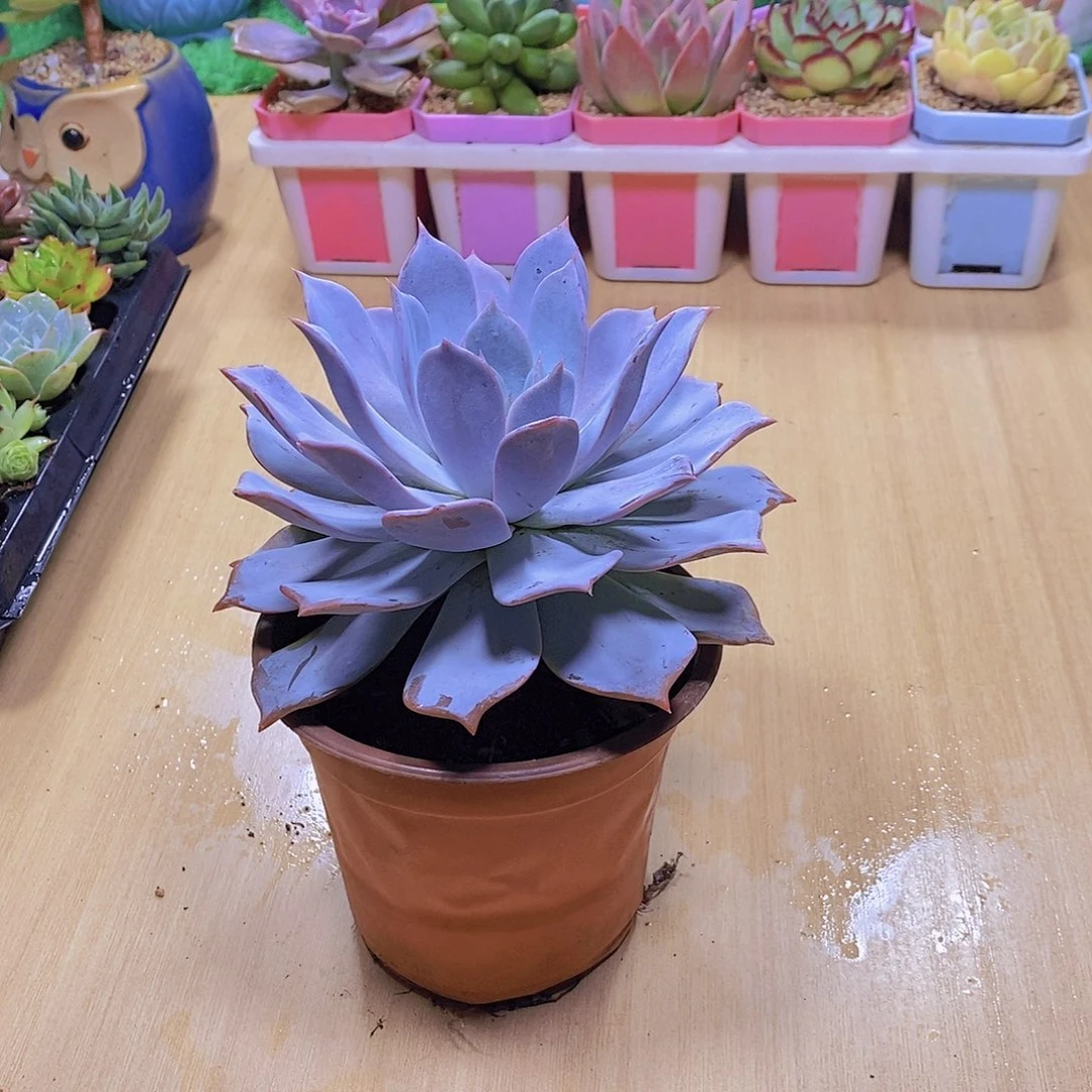 无花朵多肉植物露西娜120