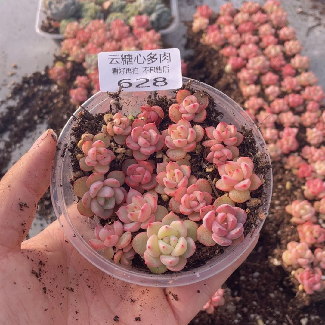 云糖心多肉植物628