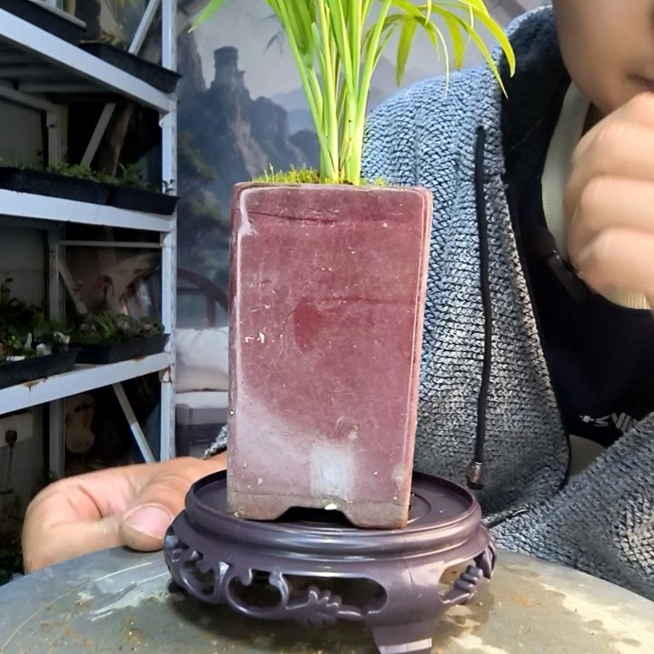 茹小盆景一物一拍128