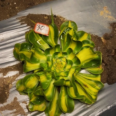 暴君法师法师30链接