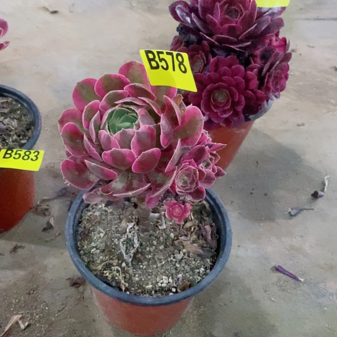 星*⭐粉女巫多肉法师有砍578