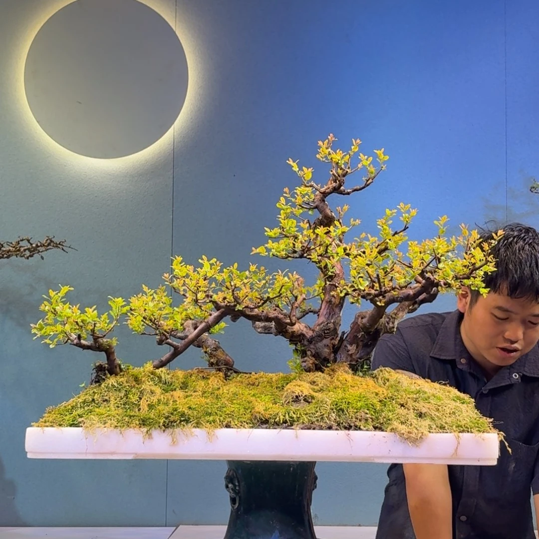 才***萄无花朵雀梅一物一拍