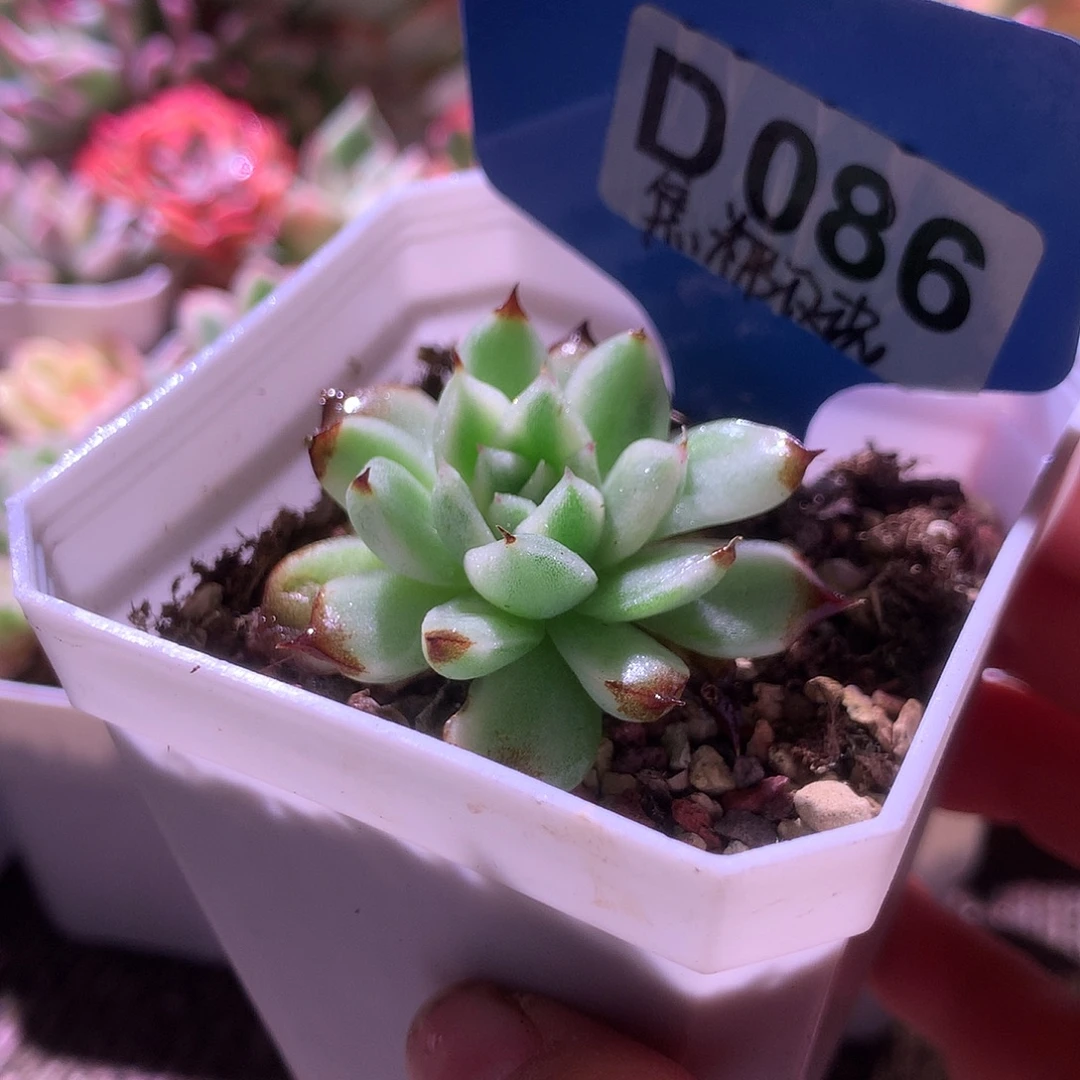 焦糖玫瑰覆轮锦有根
