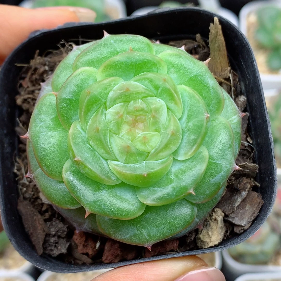58包邮  群生不包整15
