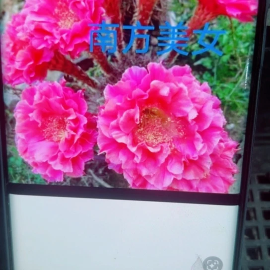 下55彩草南方美女歪无根侧芽4公分左右20包邮