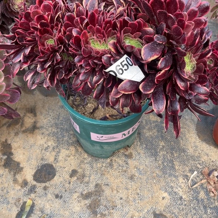 多肉欧嘉莉缀化650