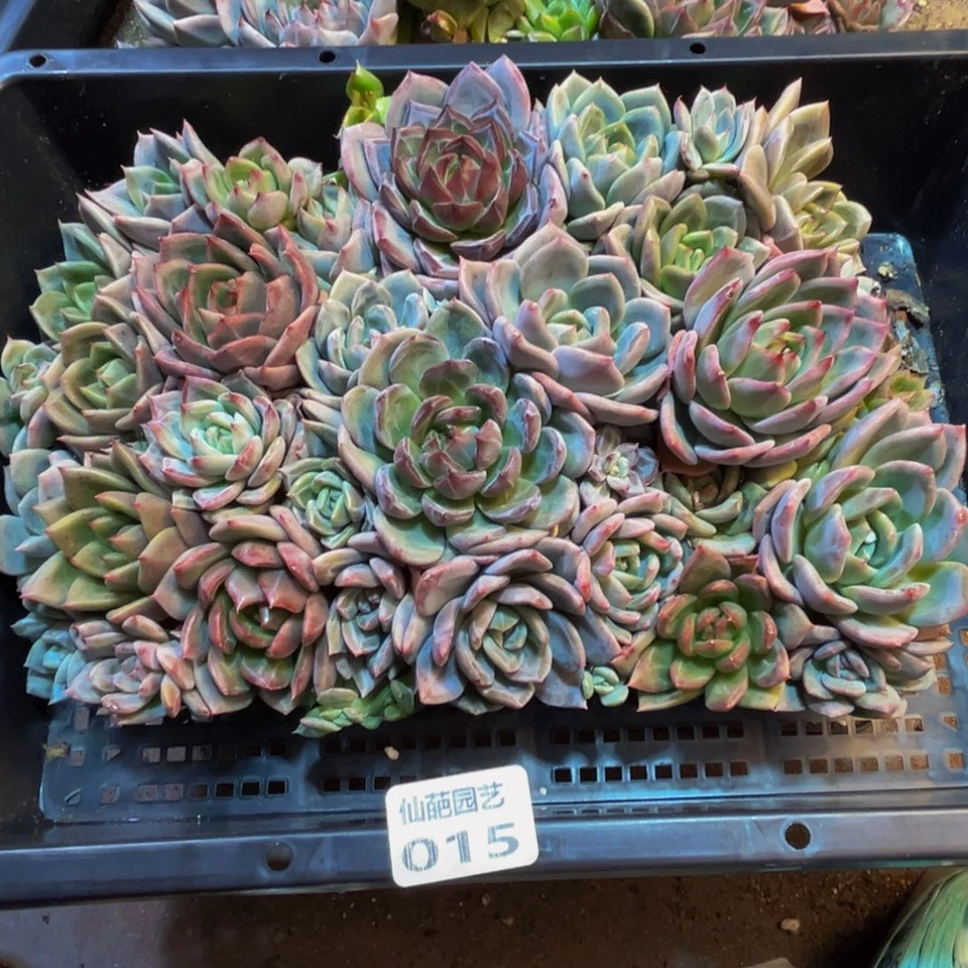 015多肉的我也是很喜欢吃