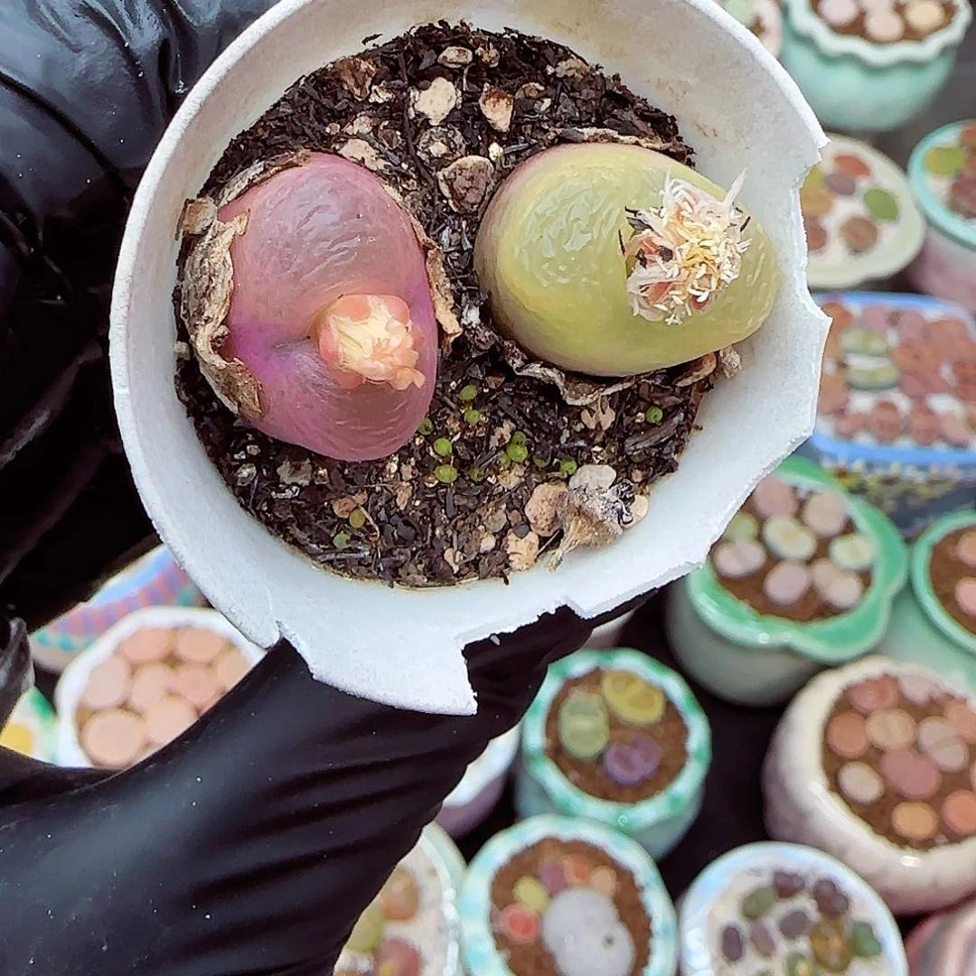 生石花满18包邮1212-14