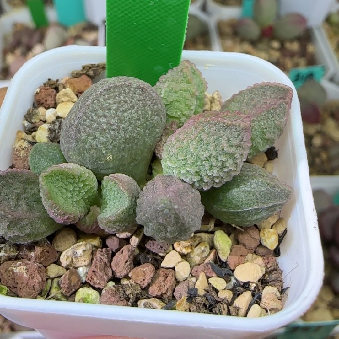 编号705底叶插，四方盆发