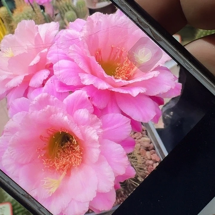 仕女侧芽5公分毛花柱