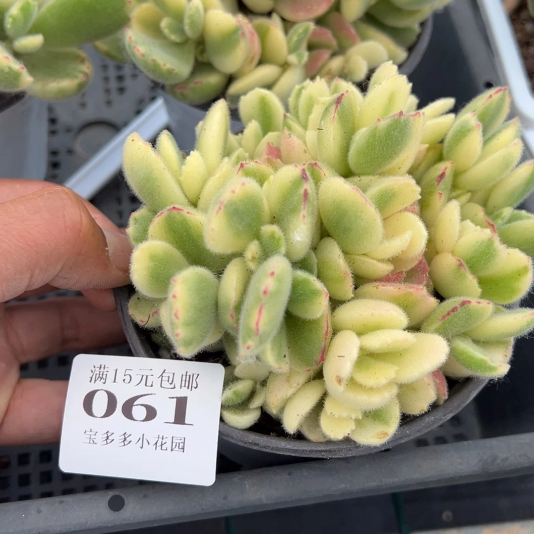 胡**?白熊一颗量拍多肉满15包邮下午发