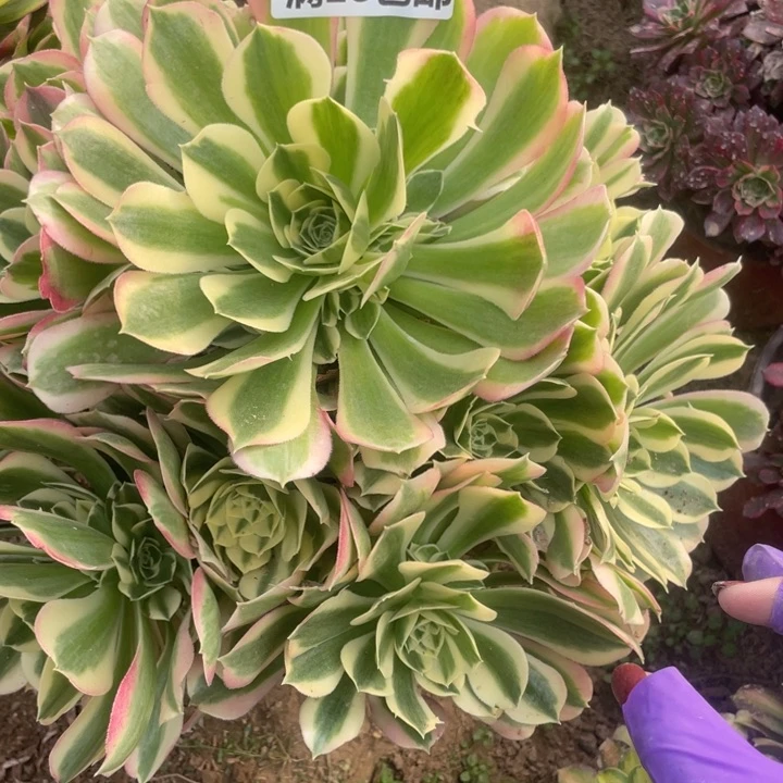 1716二号棚白风多肉植物A