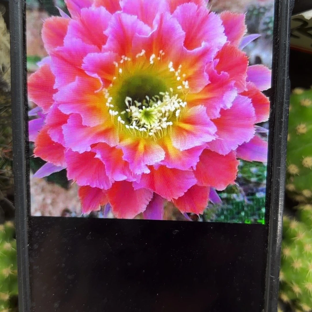 光辉岁月彩侧牙20包邮仙人球41