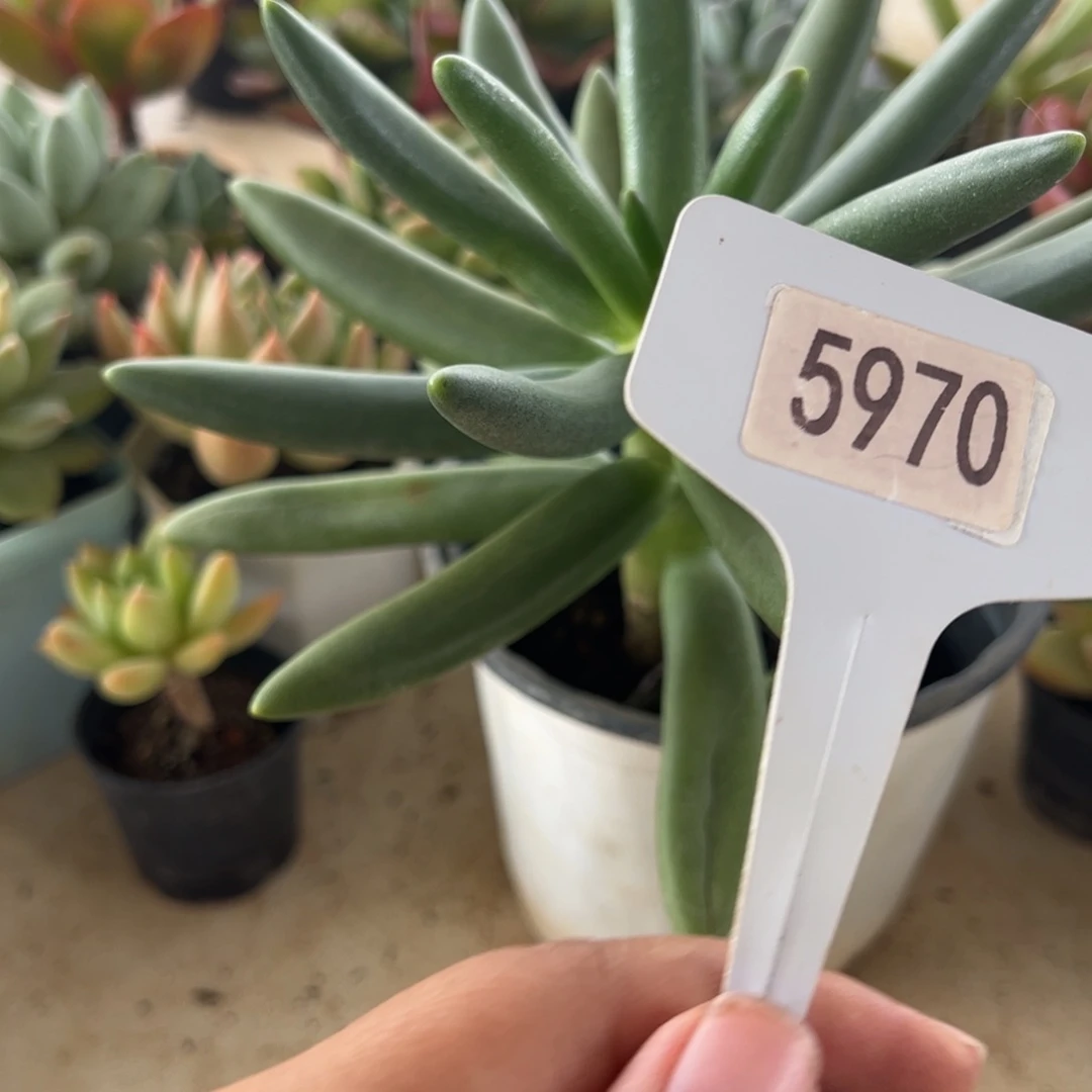 【闪购商品】旺**鱼5970。 11111—1