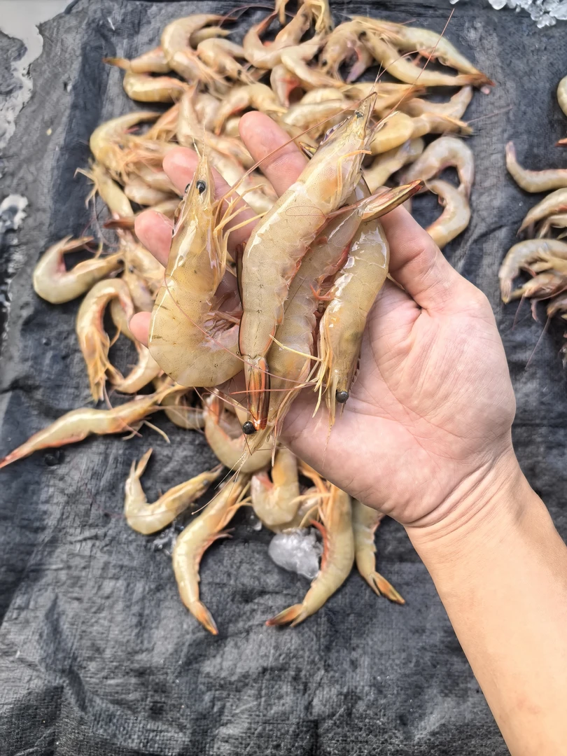 代购野生虾白明虾直播现称1—10斤链接（顺丰冷链）