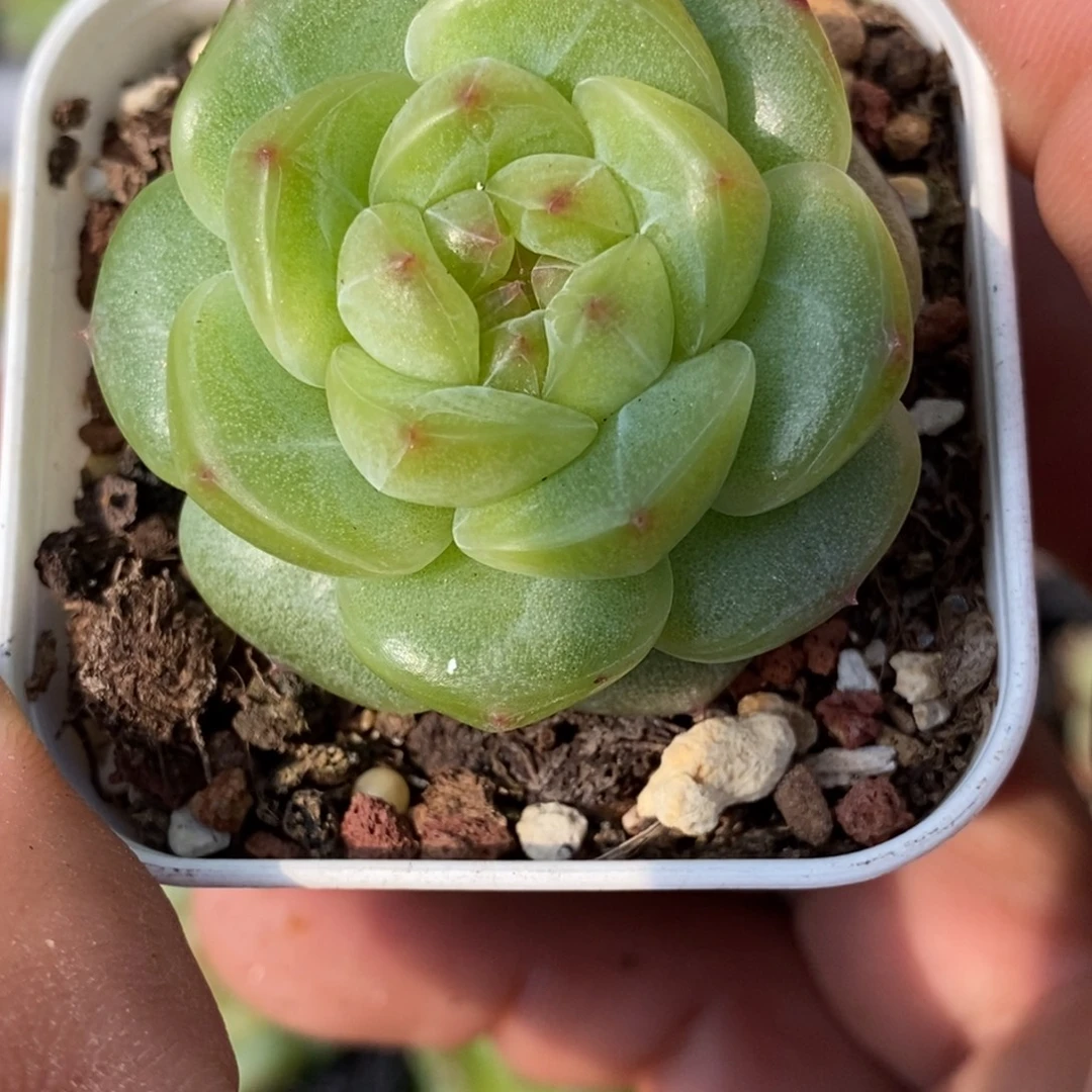 天官赐福百无禁忌