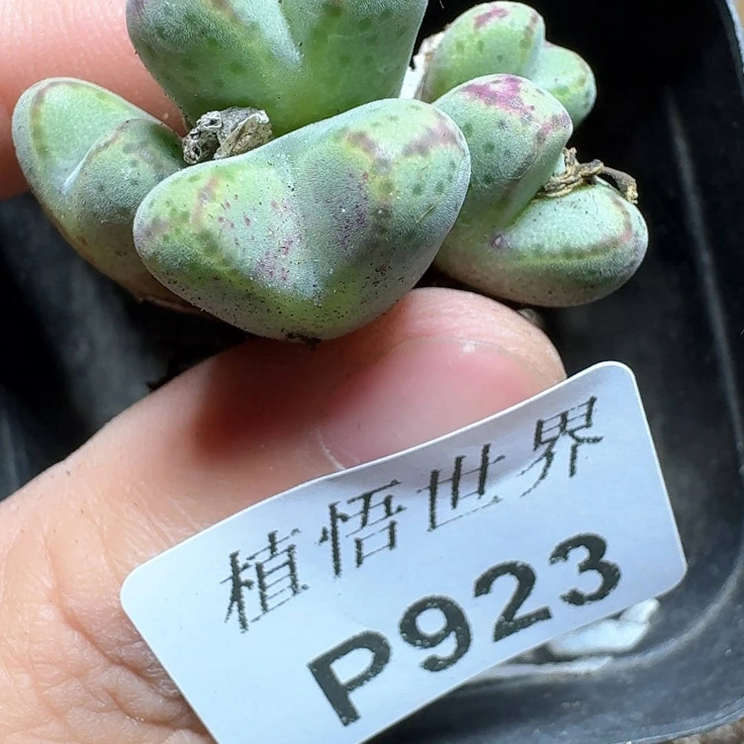 923盒多多肉植物精华f b