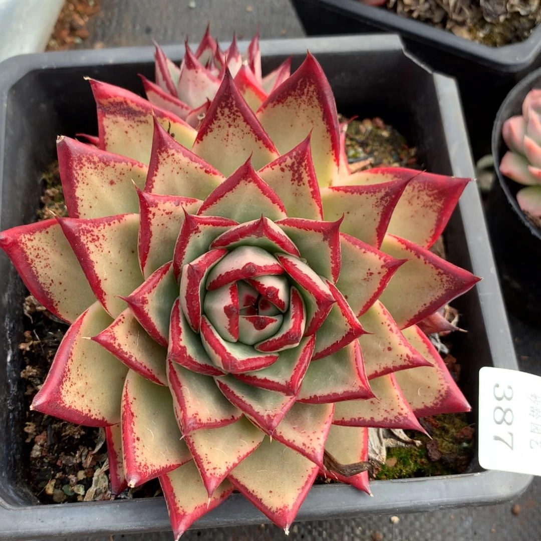 387新年快乐发发发